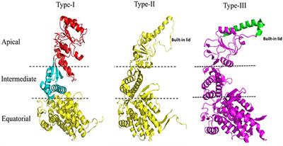 A Glimpse Into the Structure and Function of Atypical Type I Chaperonins